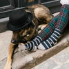 chaussettes fantaisie coton bio josette & tic le chien de basketville 2